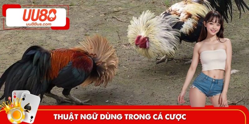 Lý giải định nghĩa trong các hình thức chọi gà
